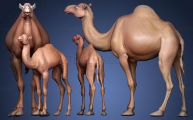 3D model Dromedary Camels (STL)